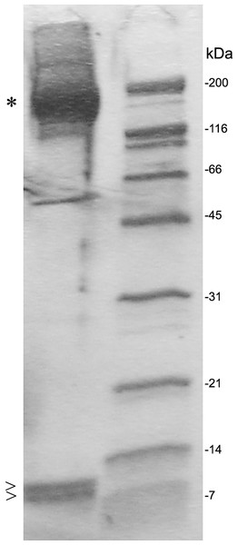 SDS PAGE gel electrophoresis of eluted fractions and preparation for proteomic analysis.