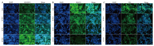 ICT reduced expression of BACE1 and PS1 and increased expression of ADAM10 in APP-PS1-HEK293 cells.