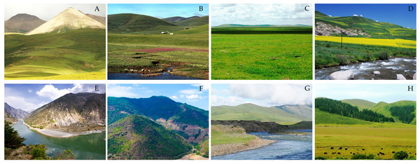 Vegetation cover types of sample site in study area.