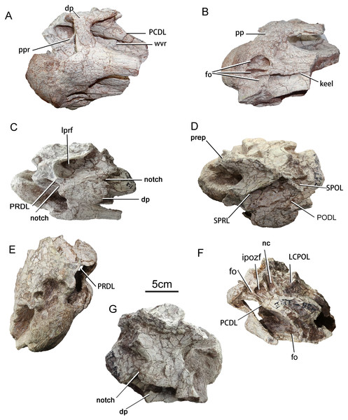 Cervical vertebra (ZGT002) of sauropod dinosaur from Zhuzhou City.