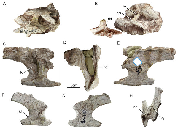 Sauropod dinosaur cervical vertebra (ZGT012) and ribs from Zhuzhou City.