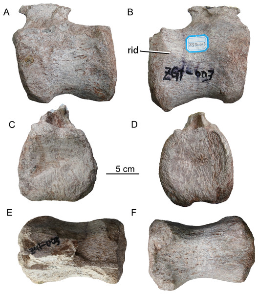 Caudal vertebra of sauropod dinosaur from Zhuzhou City (ZGT013).