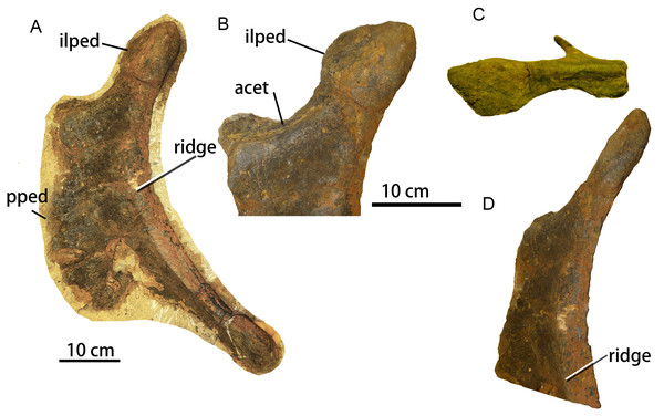 Complete left ischium of sauropod dinosaur from Zhuzhou City (ZMW148).