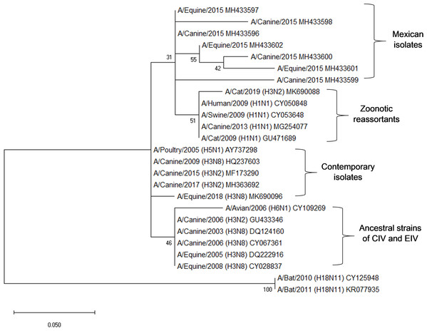 Phylogenetic analysis of deduced M1 protein amino acid sequences of canine and equine influenza virus isolations.