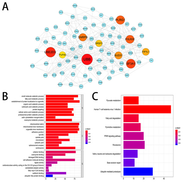 Gene interaction network and functional enrichment analysis.