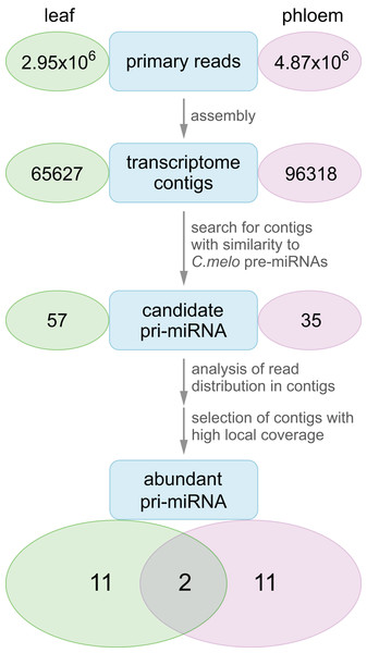 Transcriptome analysis workflow.