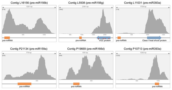 Analysis of primary reads distribution in contigs with highest average coverage (AC) value in leaf and phloem transcriptomes.