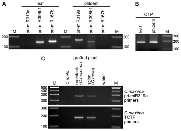 Detection of pri-miRNA in the phloem.