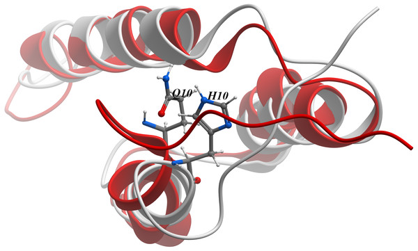 Red- and white-ribbon diagrams for the native structures of protein A (PDB ID 1BDD Gouda et al., 1992) and the equivalent for protein Q10H, respectively.