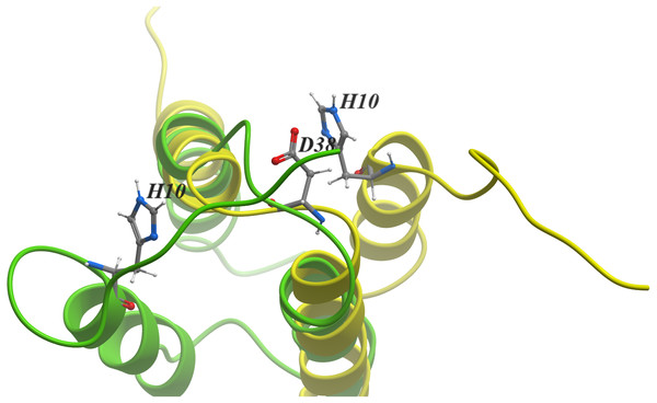 Green- and yellow-ribbon diagrams for the native and “mirror” image conformations of Protein A, respectively.