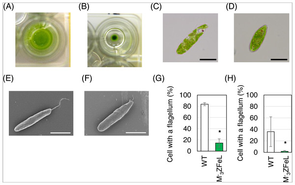 
                        
                        ${\mathrm{M}}_{3}^{-}$
                        
                           
                              
                                 M
                              
                              
                                 3
                              
                              
                                 −
                              
                           
                        
                     ZFeL and wild-type strains of Euglena gracilis in static culture.