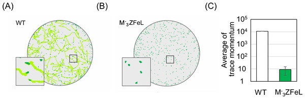 Motility quantification of 
                        
                        ${\mathrm{M}}_{3}^{-}$
                        
                           
                              
                                 M
                              
                              
                                 3
                              
                              
                                 −
                              
                           
                        
                     ZFeL and wild-type strains of Euglena gracilis using trace momentum (TM).