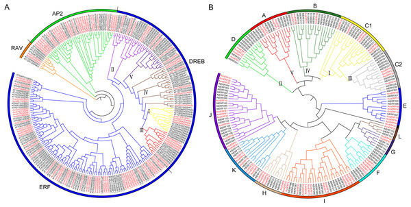 The evolutionary relationship of the ERFs.