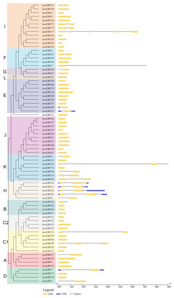 The exon-intron structure of AcoERF genes based on the evolutionary relationship.