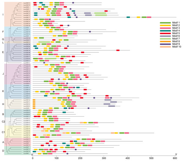 Motif distribution of AcoERF proteins.