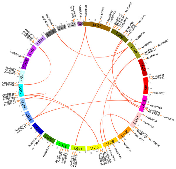 Schematic representations for the chromosomal distribution and interchromosomal relationships of pineapple ERF genes.