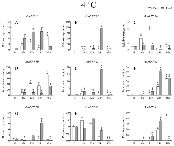 Expression profile of nine selected AcoERF genes in response to cold stress treatment.