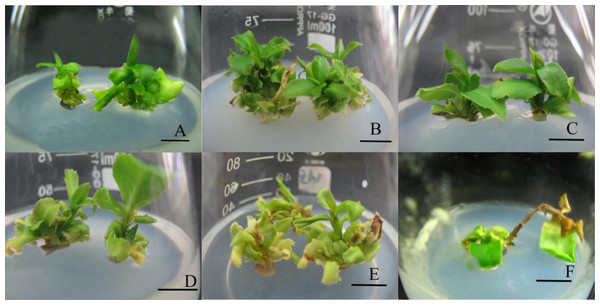 Growth of Huajin tissue-cultured plantlets under various light treatments.