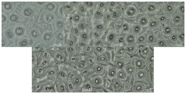 Stomatal growth under various light treatments.