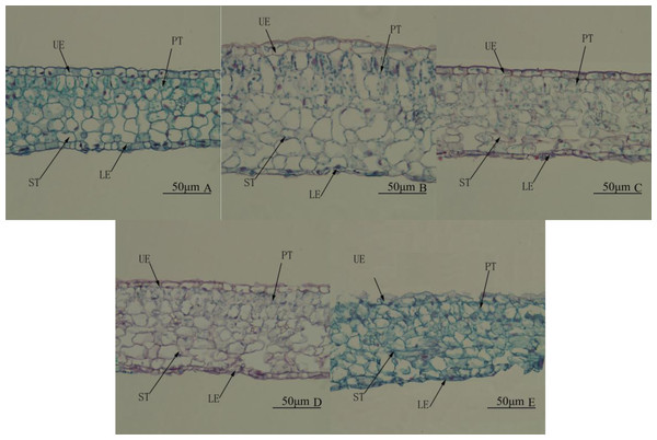 Leaf anatomy. Cross-section of the middle part of the leaf blade of Camellia oleifera cultured under light of different spectral quality, photographs were taken at 20 × magnification.