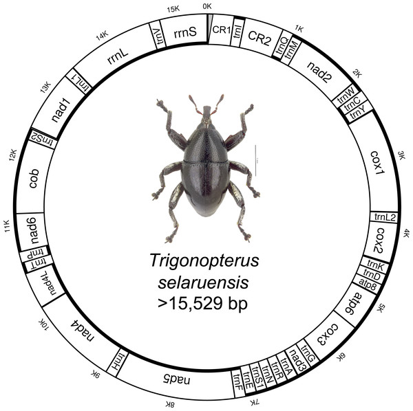 Circular mitochondrial genome of Trigonopterus selaruensis.