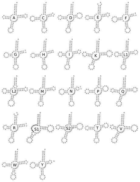 Secondary structure of the 22 tRNA of Trigonopterus selaruensis.