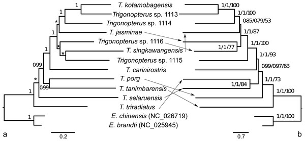 Phylogenetic tree hypothesis of twelve Trigonopterus species studied herein.