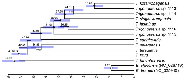 Ultrametric tree under uncorrelated log-normal clock (UCLN) in BEAST.