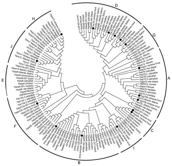 Phylogenetic analysis of the Hsp70/110 proteins form rainbow trout and other species.