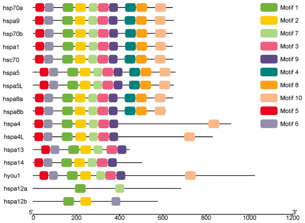 The conserved motifs of the Hsp70/110 proteins according to their phylogenetic relationships.