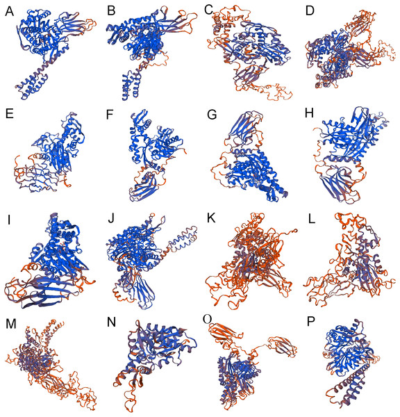 The 3-dimensional structures of Hsp70/110 proteins.