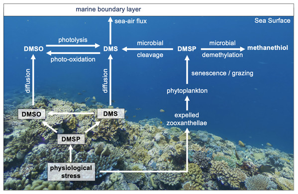 The cycling of reduced sulfur compounds in coral reef waters.