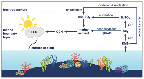 Influence of dimethylsulfide (DMS) emissions on marine atmosphere over coral reefs.