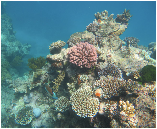 Diverse coral community at Norman Reef in the northern Great Barrier Reef, Australia.