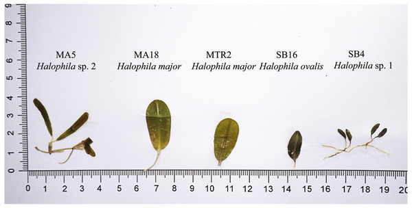 Comparison of leaf morphology of H. major, H. ovalis, and H. stipulacea like specimens collected in Sri Lanka. Samples displayed in this figure were included and showed in ITS tree (Fig. 3).