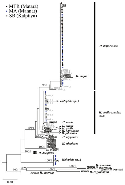 Phylogeny of Halophila inferred from maximum likelihood and Bayesian analysis based on 615 bp (including gaps) of nrDNA sequences comprising ITS-1, 5.8S rDNA and ITS-2.