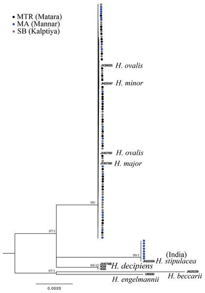 Phylogeny of Halophila inferred from maximum likelihood and Bayesian analysis based on 440 bp of the rbcL gene.