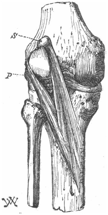 Illustration of stapes morphology following the nomenclature of