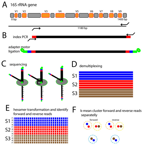 Schematic outline of the 16S rRNA gene nanopore sequencing approach.
