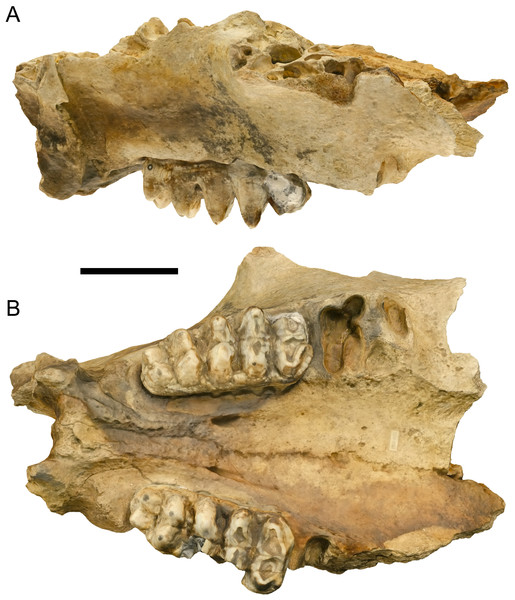 MOR 605, partial cranium of Mammut pacificus from Montana.