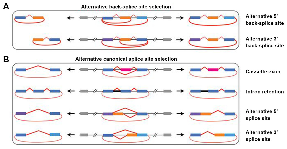 The Mechanism And Detection Of Alternative Splicing Events In Circular ...