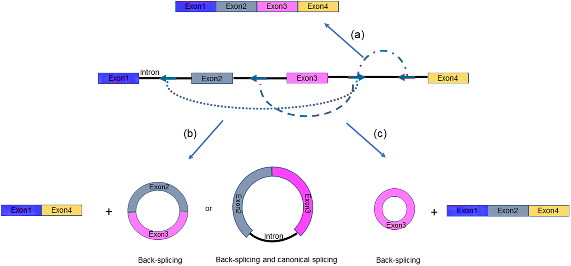 The Mechanism And Detection Of Alternative Splicing Events In Circular ...