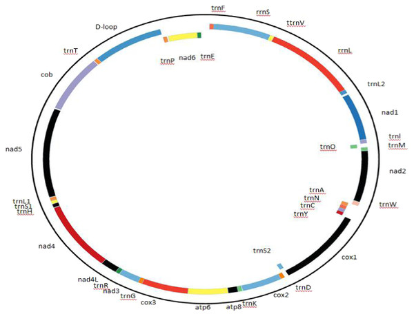 Complete mitochondrial genome organization and mitogene arrangement of Gyps coprotheres.