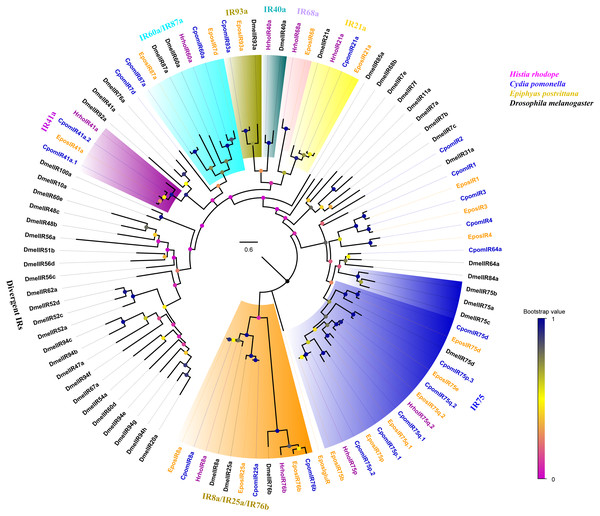 Phylogenetic tree of putative ionotropic receptors (IRs).