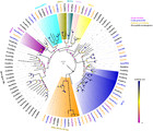 Identification and expression profiles of candidate chemosensory ...