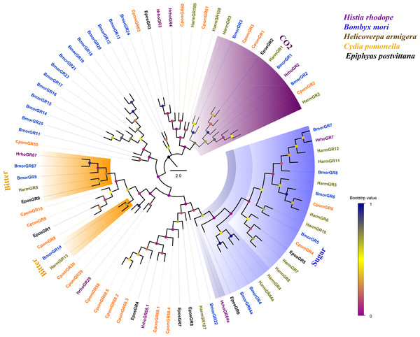Phylogenetic tree of putative gustatory receptors (GRs).