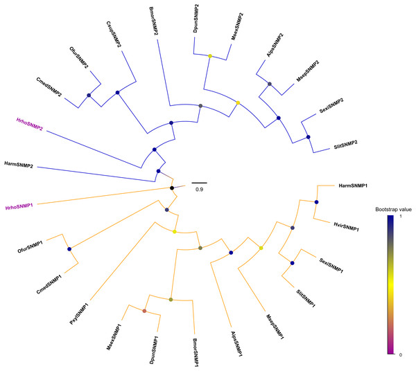 Phylogenetic tree of putative sensory neuron membrane proteins (SNMPs).