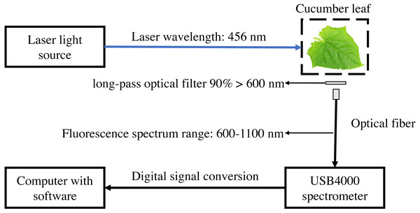 Schematic diagram of laser-induced chlorophyll fluorescence experimental system.