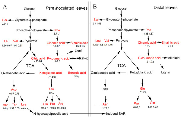 The pathway map involved in DAMs associated with phenolic compounds, amino acids, and organic acids in Psm-inoculated local leaves (A) and distal leaves of plants locally Psm-inoculated (B).
