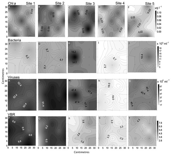 Spatial distribution of biological parameters.